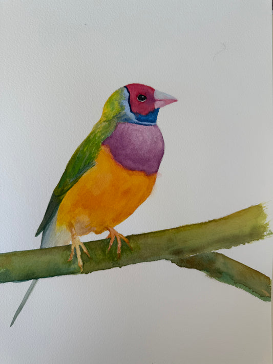 Gouldian Finch